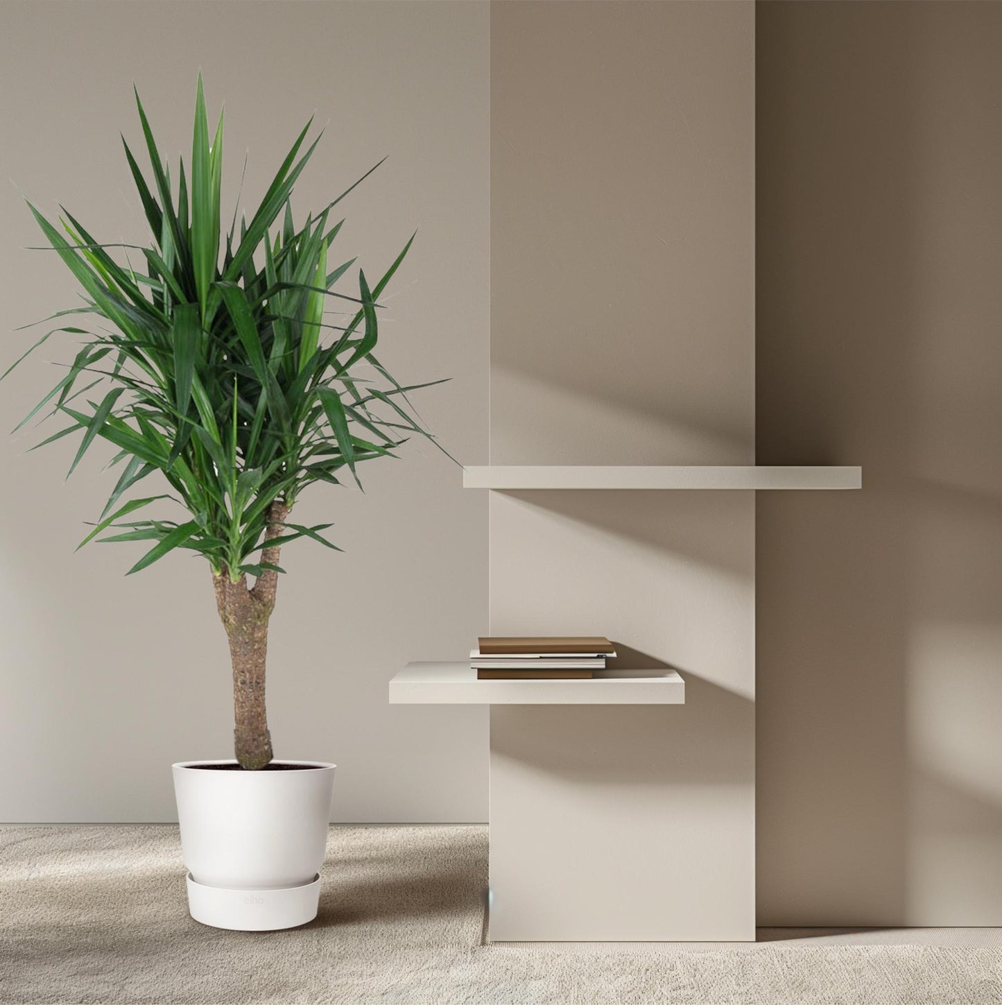 Yucca Elefantipes 150 cm – Eleganter Elefantenfuß im Topf