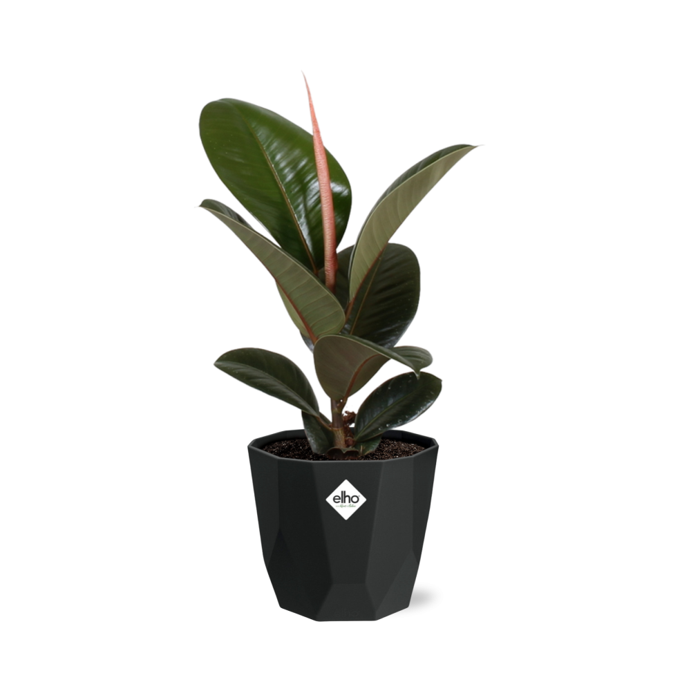 Ficus Elastica ‘Robusta’ in 14cm b.for rock living black
