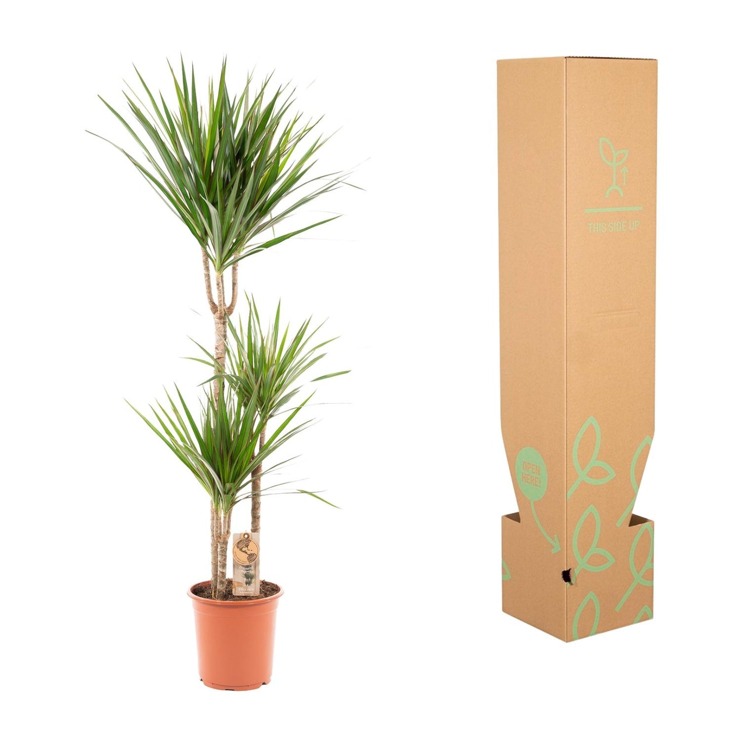 Drachenbaum 120 cm – Stilvolle & pflegeleichte Zimmerpflanze