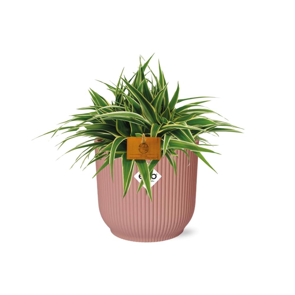 Chlorophytum Ocean 15cm in ELHO Vibes Fold 16cm round delicate pink