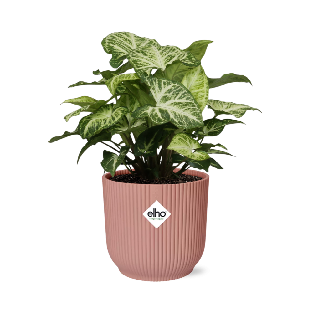 Syngonium Arrow in ELHO Vibes Fold 14cm roze
