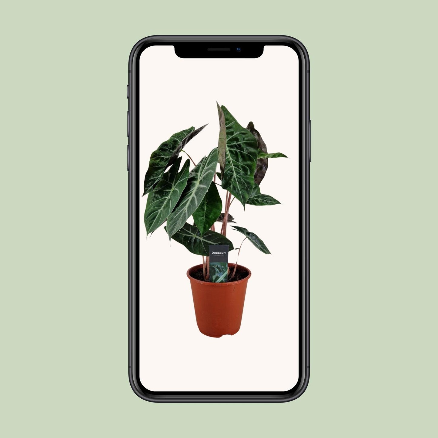Alocasia Pink Dragon - Ø19cm - ↕75cm