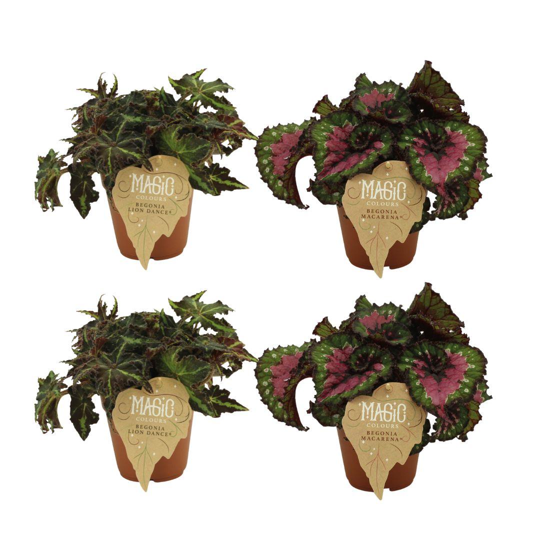 2x Begonia Rex Lion Dance + 2x Begonia Rex Macarena - 4 stuks - Ø12cm - ↕25cm
