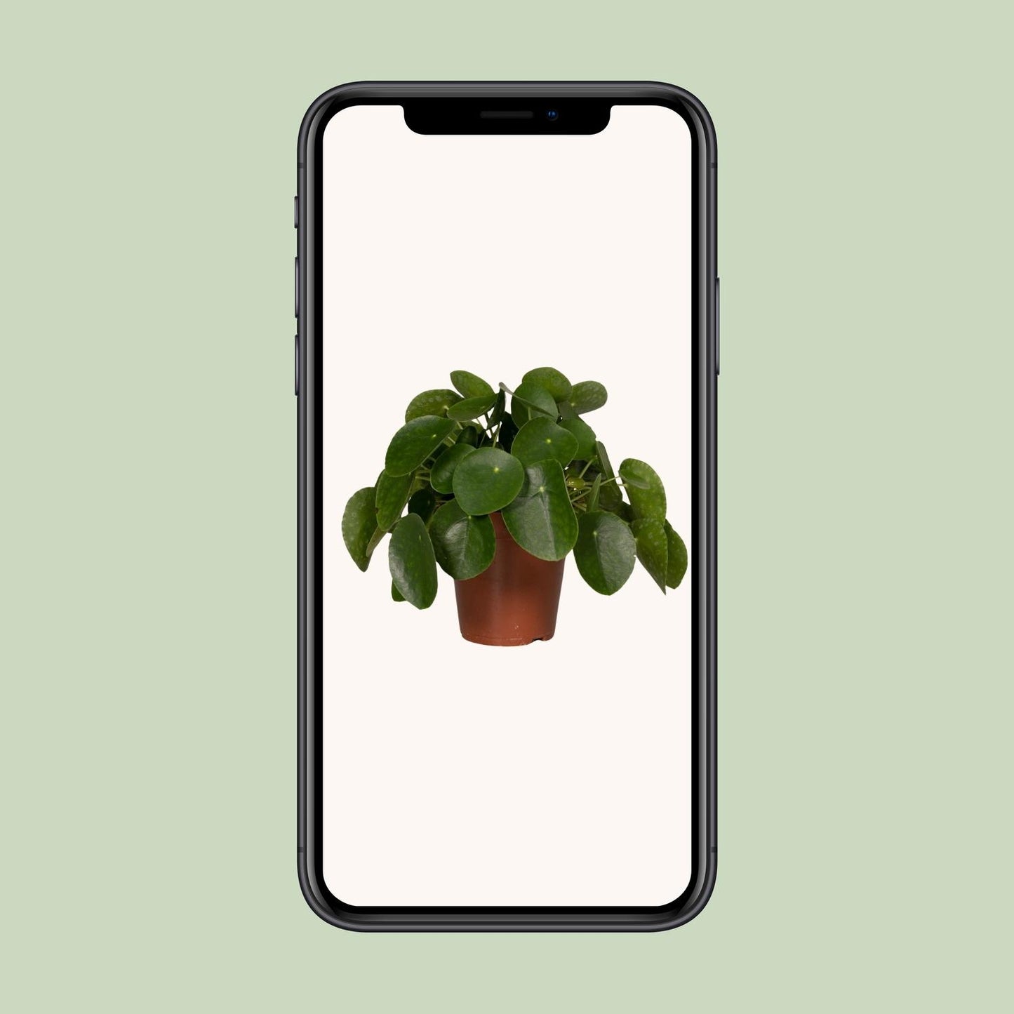 Pilea Peperomiodes - Pfannkuchenfabrik - Ø15cm - ↕25cm