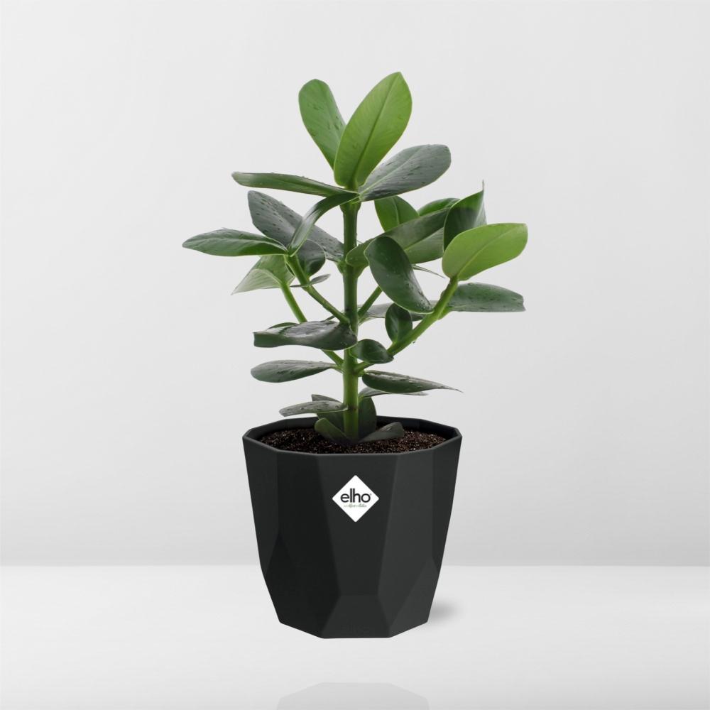 Clusia Princess in 14cm b.for rock living black