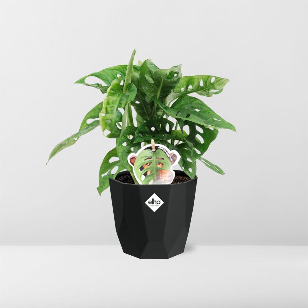 Monstera ‘Monkey Leaf’ in 14cm b.for rock living black