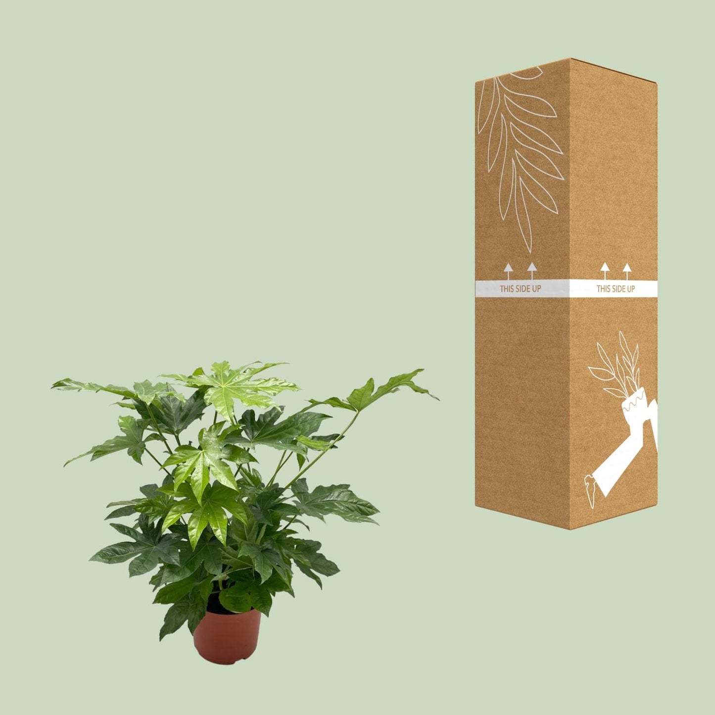 Fatsia Japonica - Ø21cm - ↕85cm