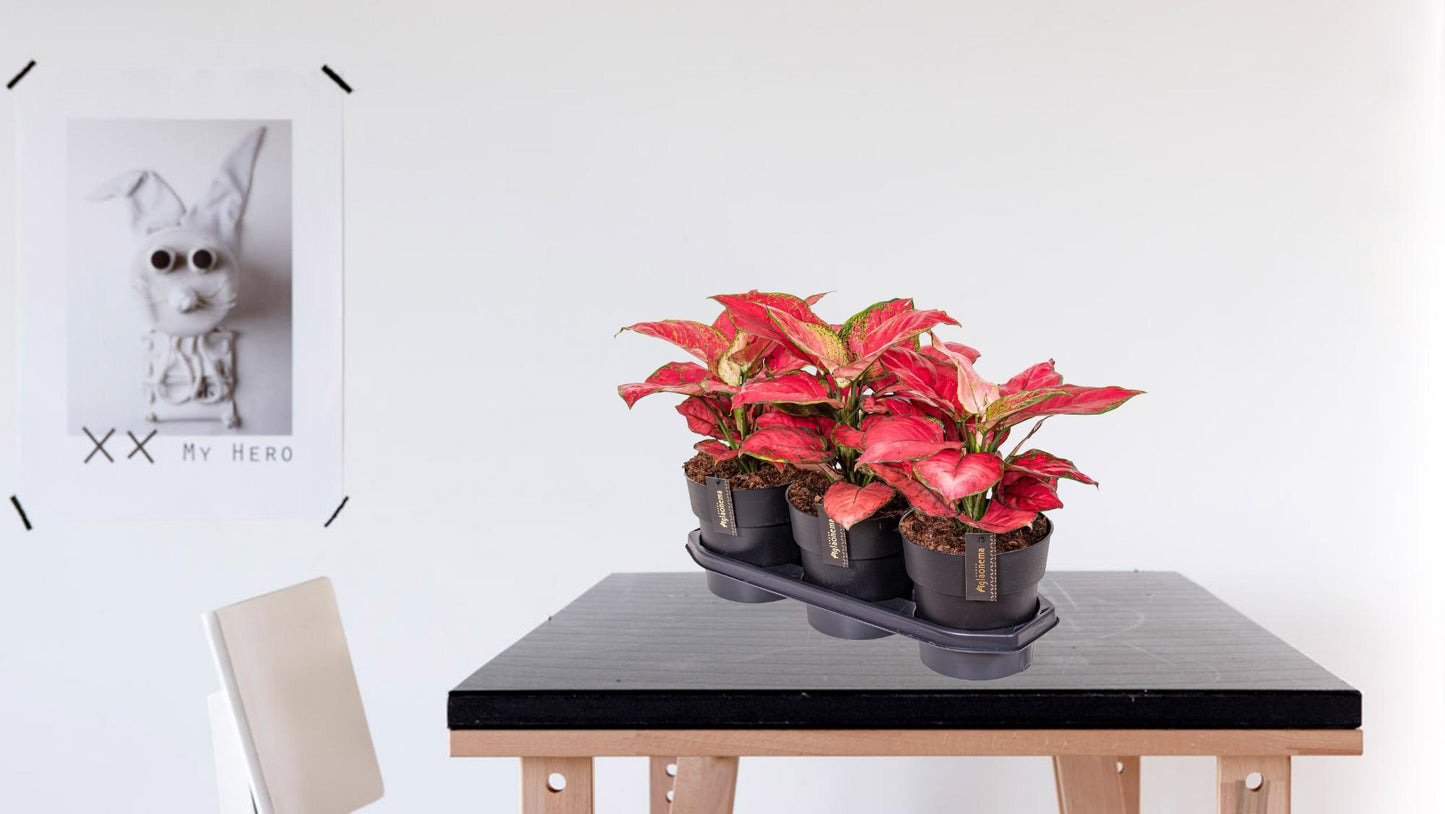 Aglaonema Red Joy - Ø19cm - ↕40cm