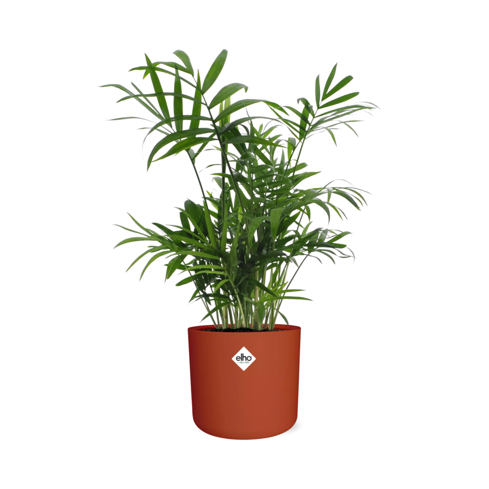 Chamaedorea in ELHO b.for soft rond 14cm brique