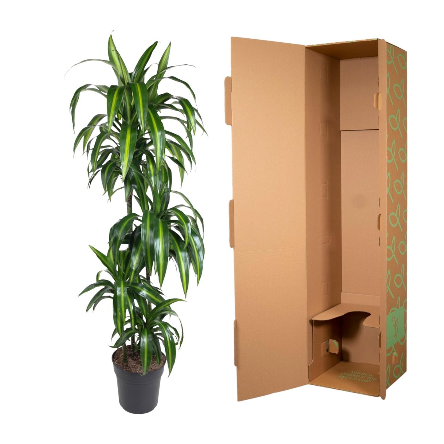 Drachenbaum Hawaiiana – Exotische, pflegeleichte Zimmerpflanze 180 cm