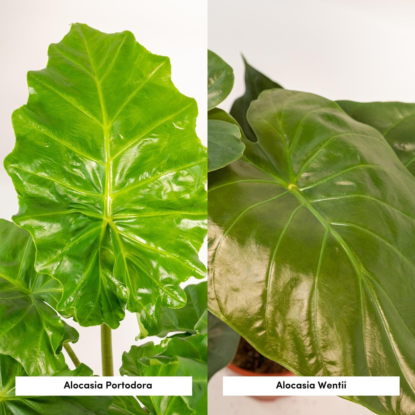 Alocasia Wentii - Ø19cm - ↕60cm + Alocasia Portodora - Ø19cm - ↕75cm + Korb Igmar