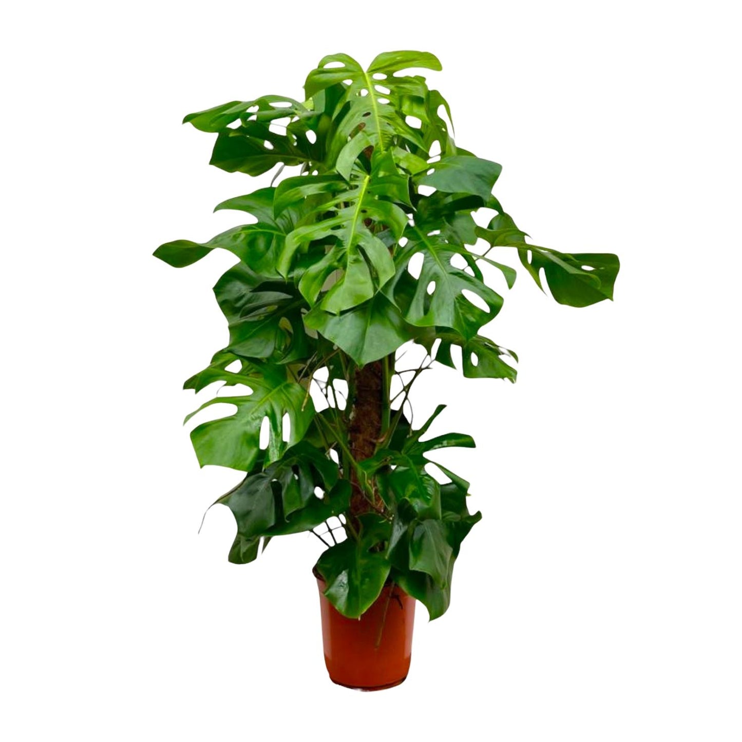 Monstera Deliciosa XXL – 150 cm Fensterblatt Pflanze