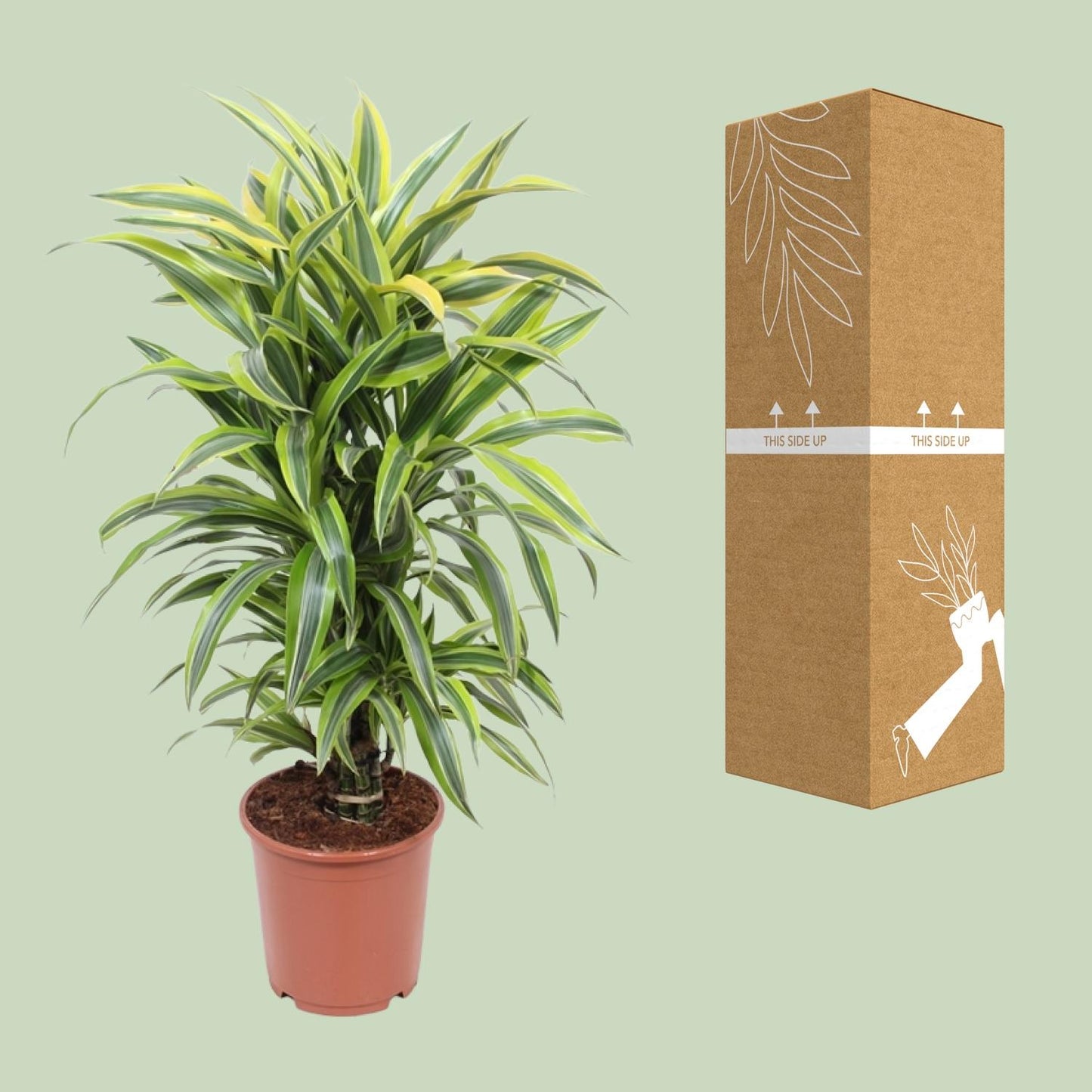 Dracaena Fragrans Deremensis Grp Lemon Lime - Ø24cm - ↕100cm