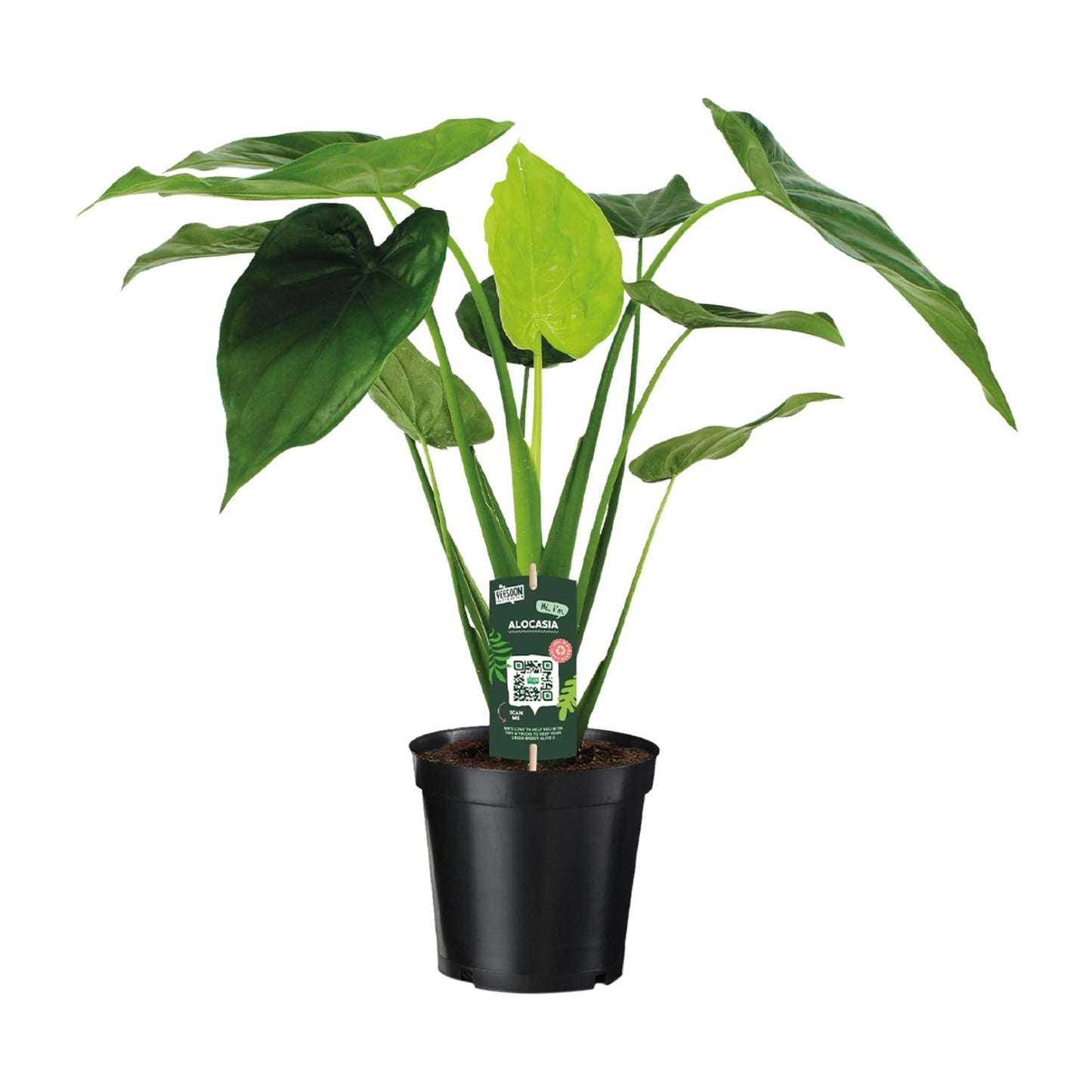 Alocasia Cucullata - Elefantenohr - Ø19cm - ↕55cm