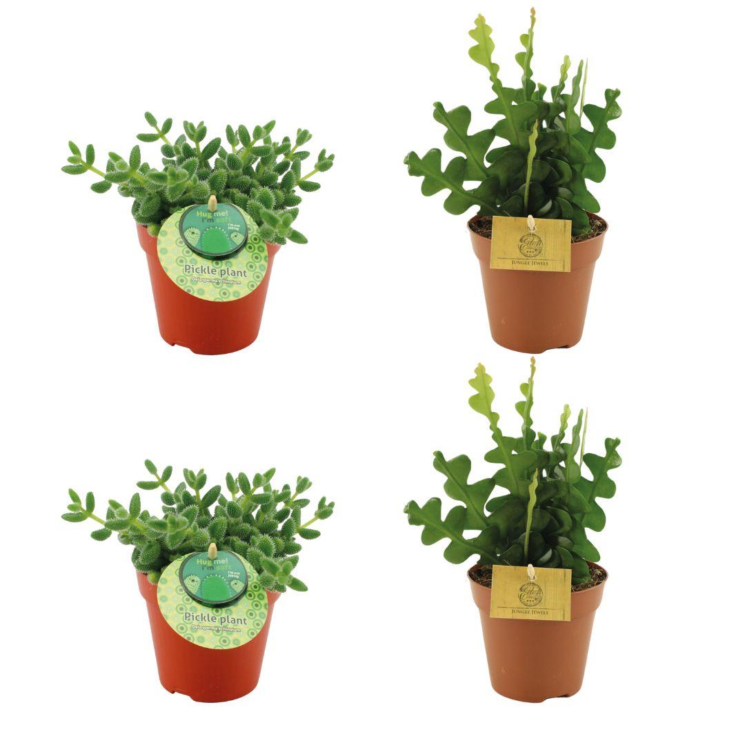 2x Delosperma Echinatum + 2x Epiphyllum Anguliger - 4 stuks - Ø12cm - ↕20-30cm