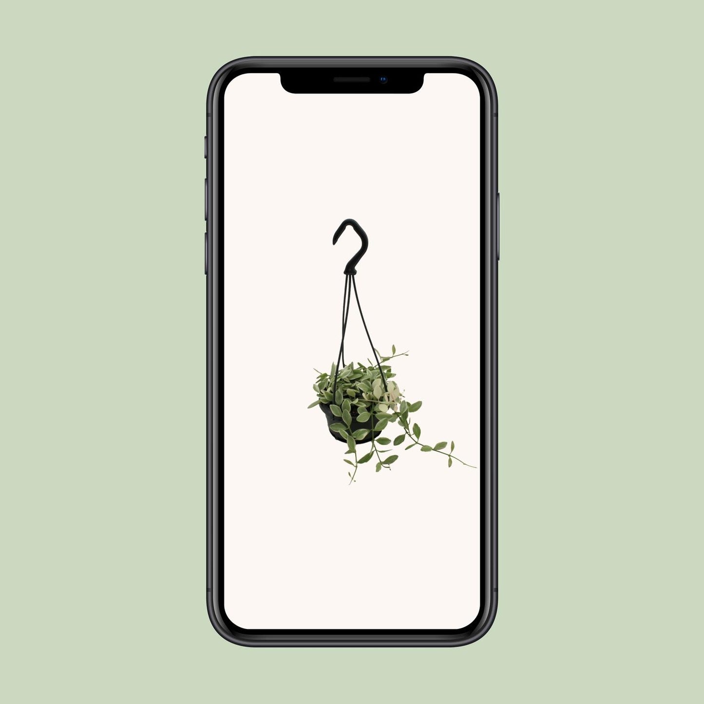 Dischidia Ionantha Variegata - Ø10,5 ↕15