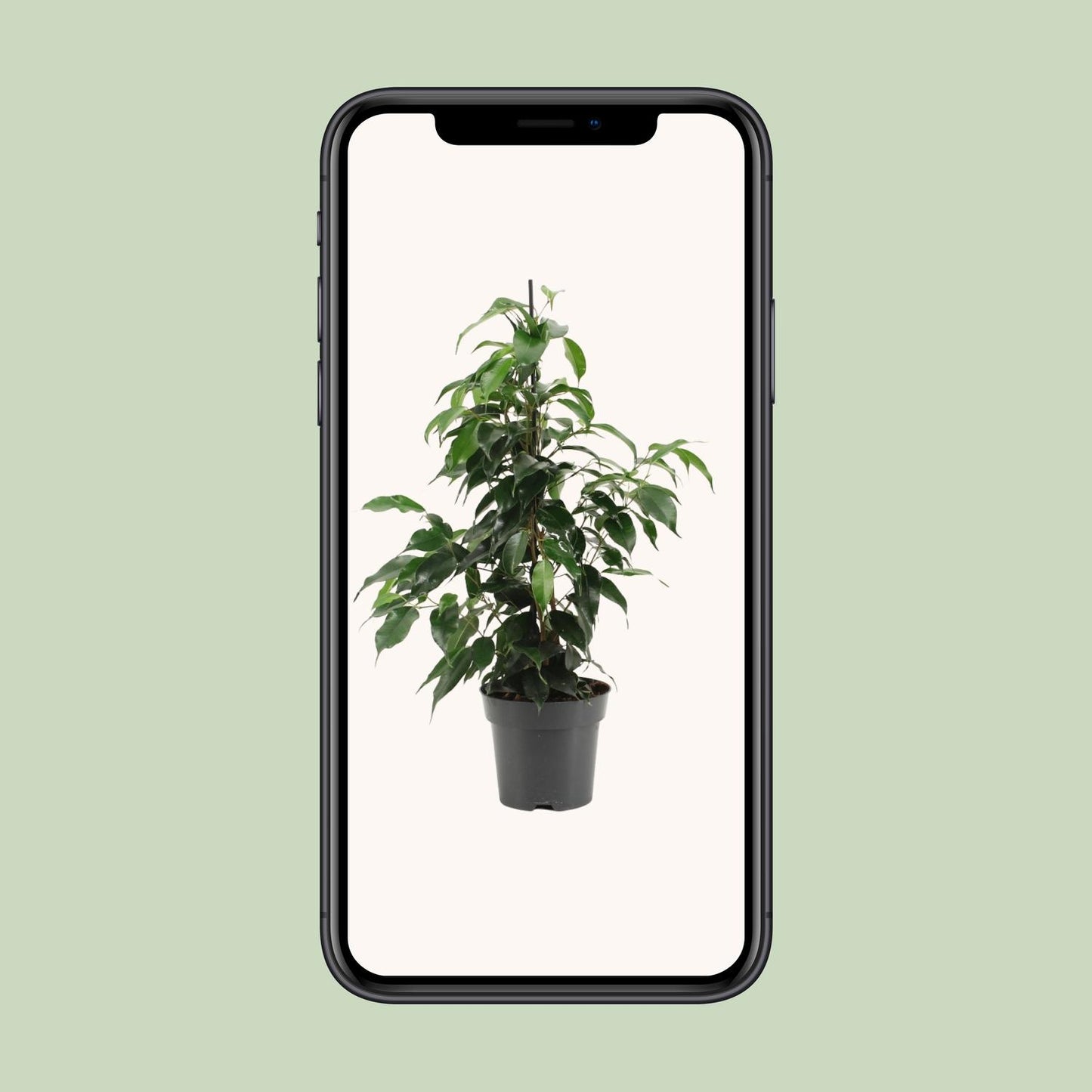 Ficus Benjamina Danielle - Ø14cm - ↕55cm