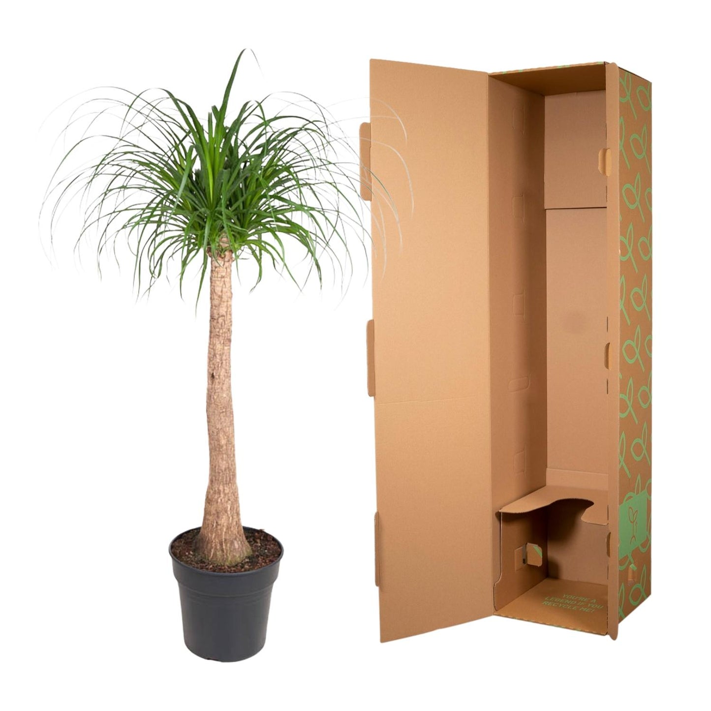 Elefantenfuß 120 cm – Exotische & pflegeleichte Zimmerpflanze