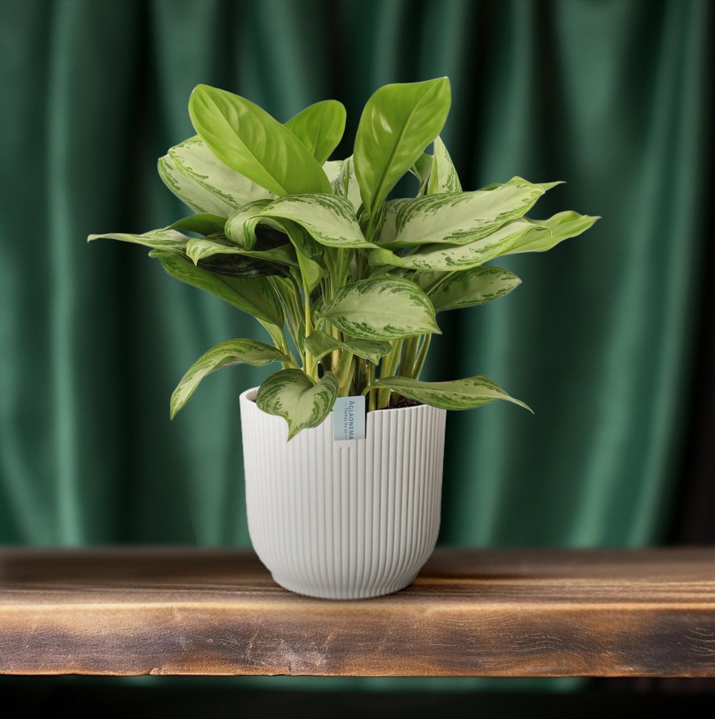 Green Agla 'Silver Bay' (Aglaonema)