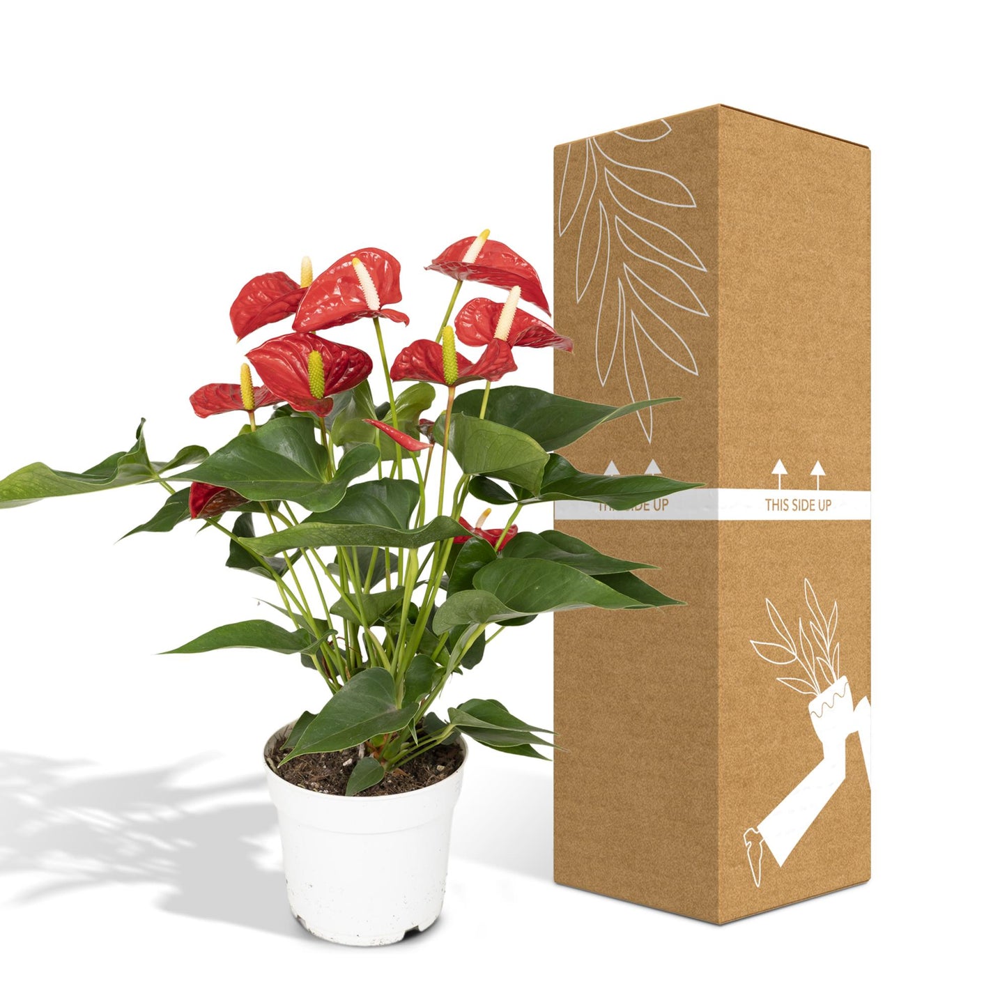 Anthurium Red - Ø17cm - ↕55cm - Ø17cm - ↕55cm