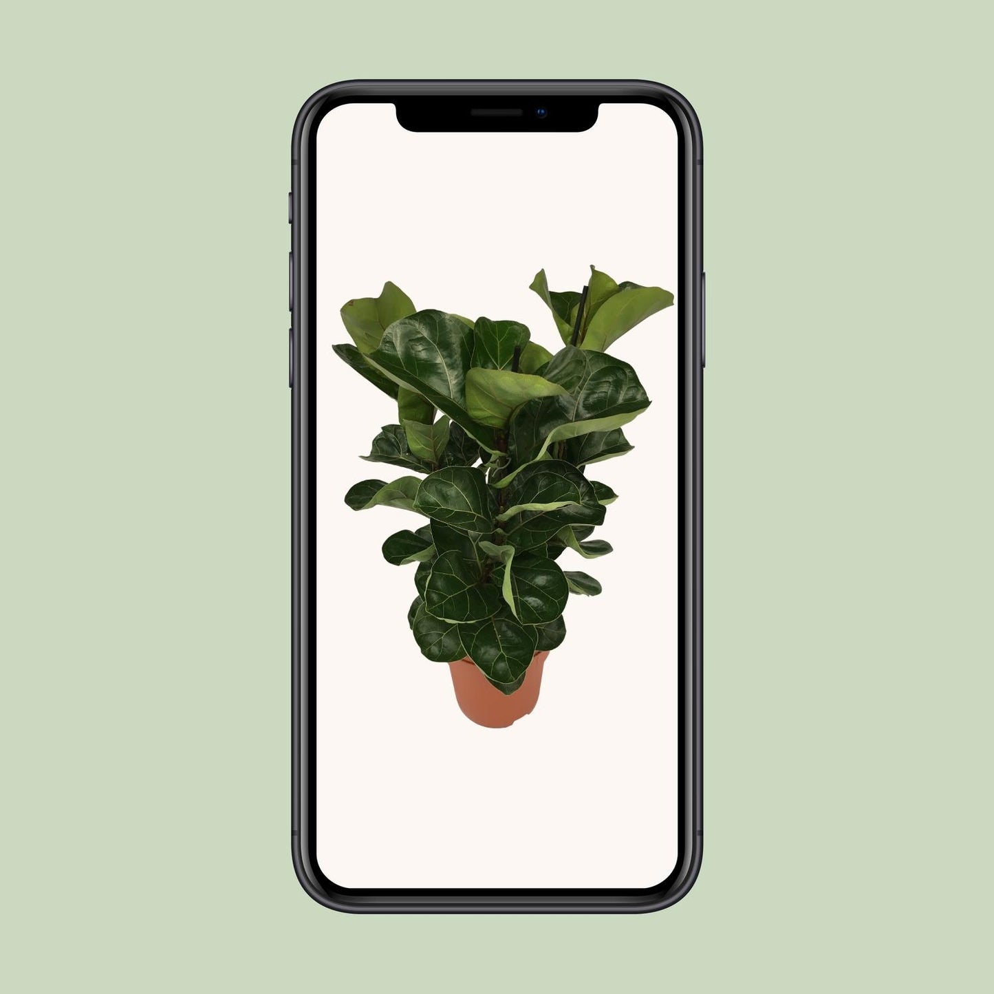 Ficus Lyrata - Ø21cm - ↕80cm