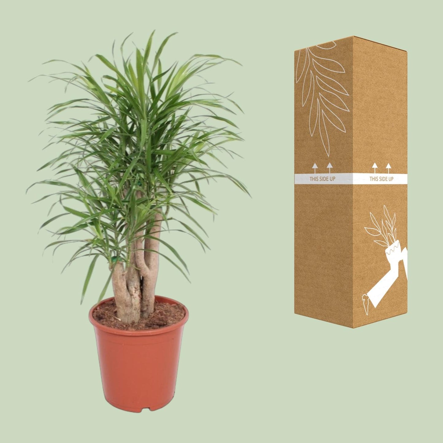 Dracaena Anita - Ø21cm - ↕70cm