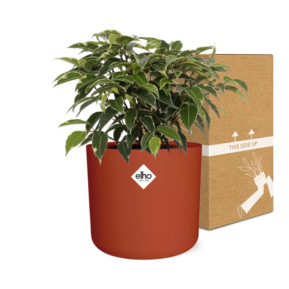 Ficus Benjamina Kinky in ELHO b.for soft rond 14cm brique