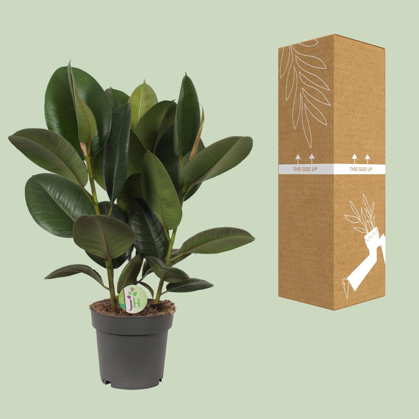 Ficus Robusta - Ø19cm - ↕50cm