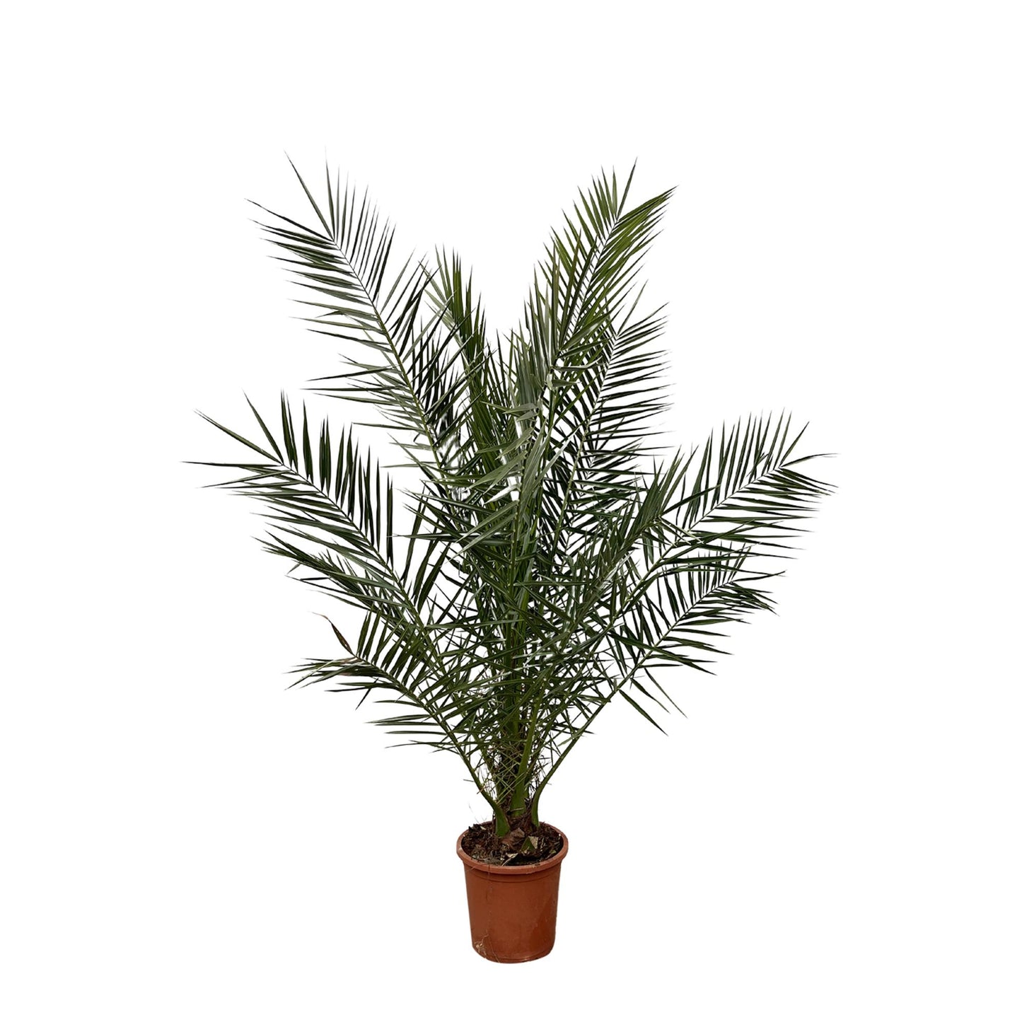 Kanarische Dattelpalme – 180 cm – Exotische Zimmerpflanze