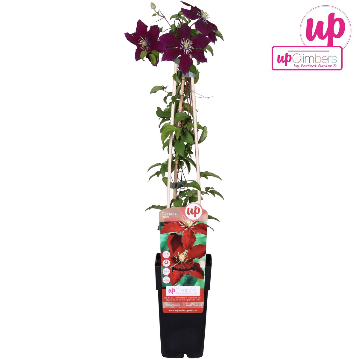 Clematis Niobe - ↨65cm - Ø15