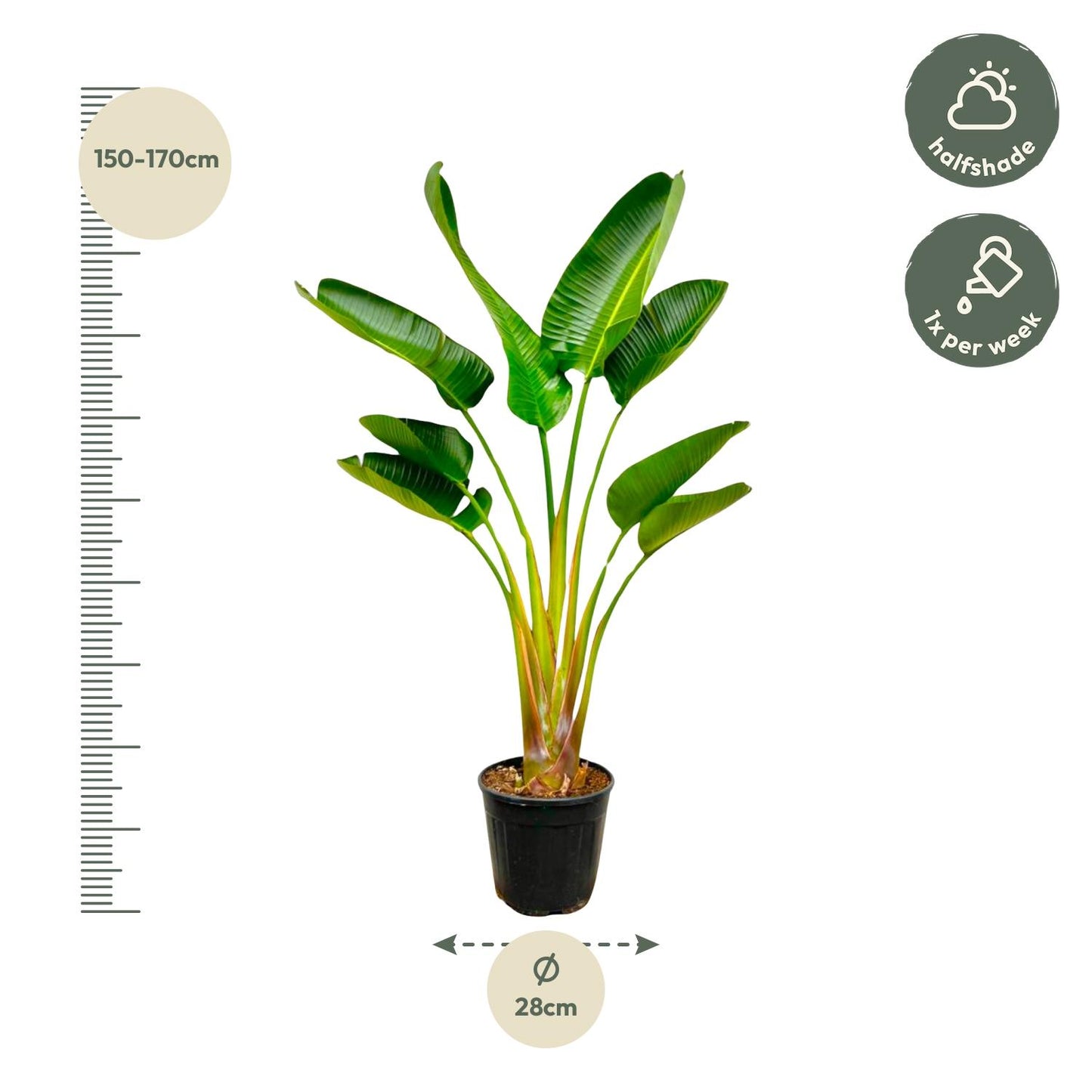 Weißer Paradiesvogel - Strelitzia Augusta 160 cm