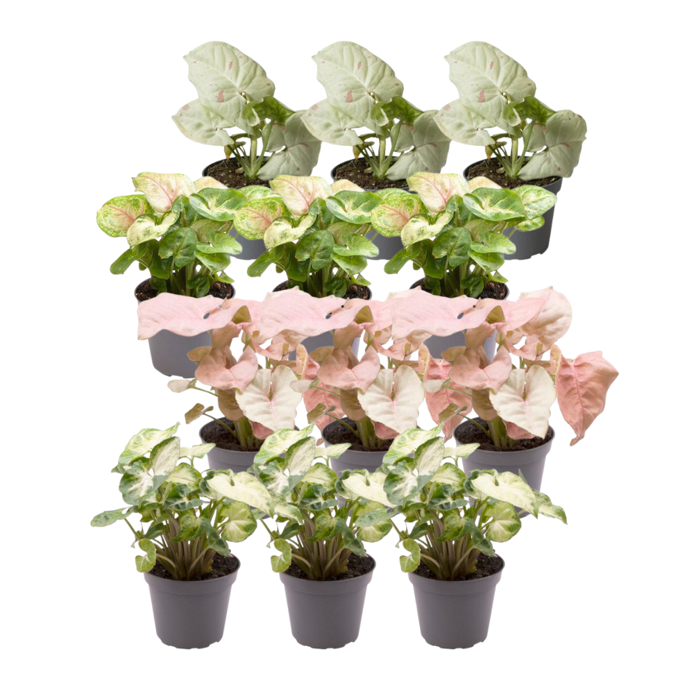 12x Syngonium Mix