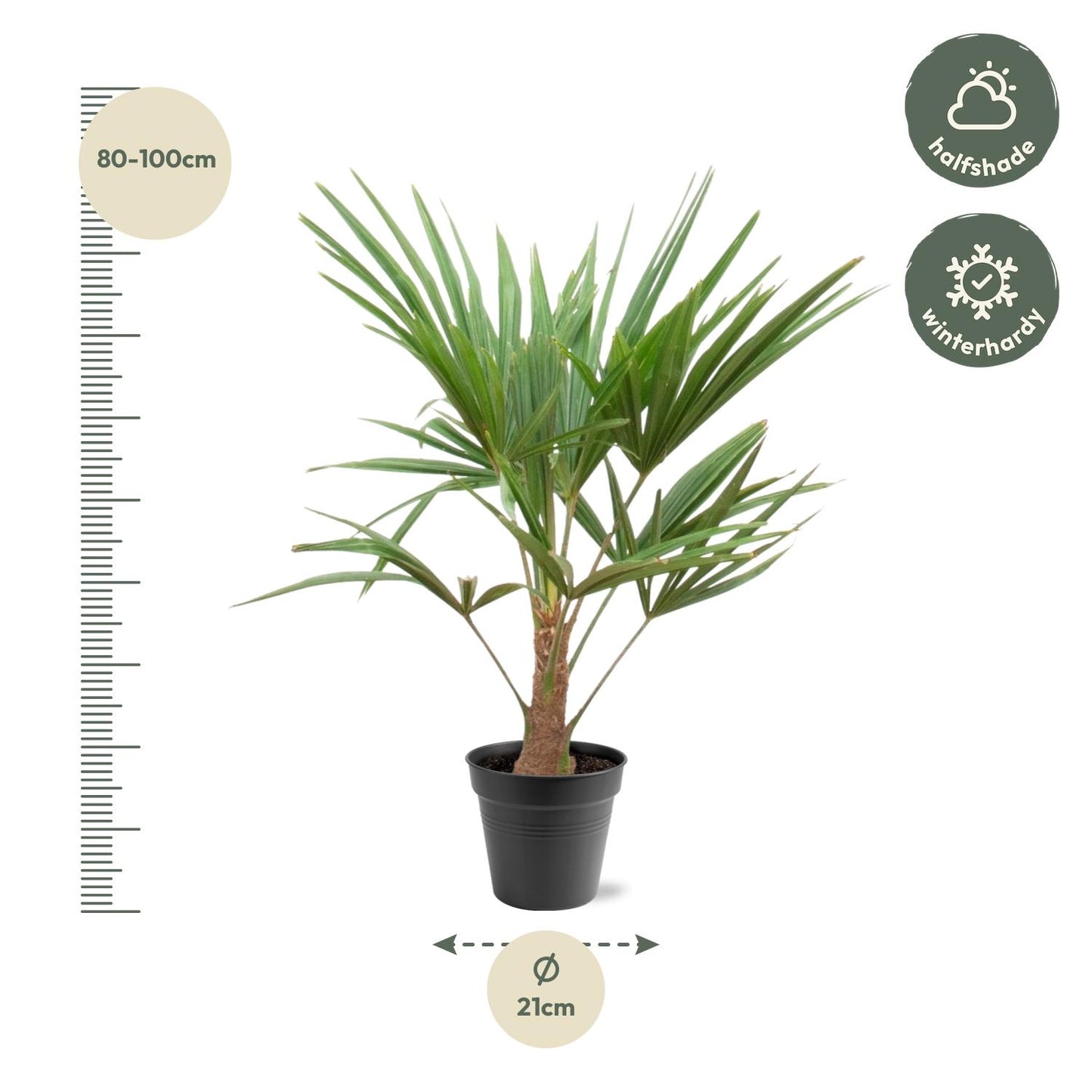 Hanfpalme 90-100 cm – Mediterrane Kübelpflanze