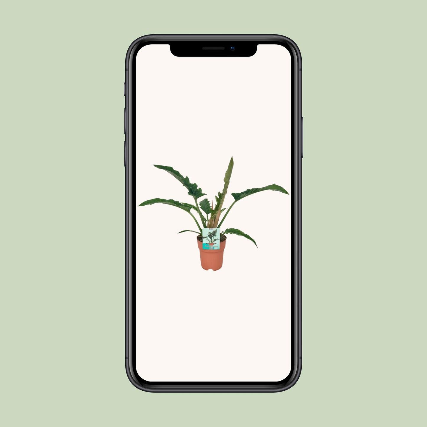 Philodendron Narrow - Ø19cm - ↕90cm