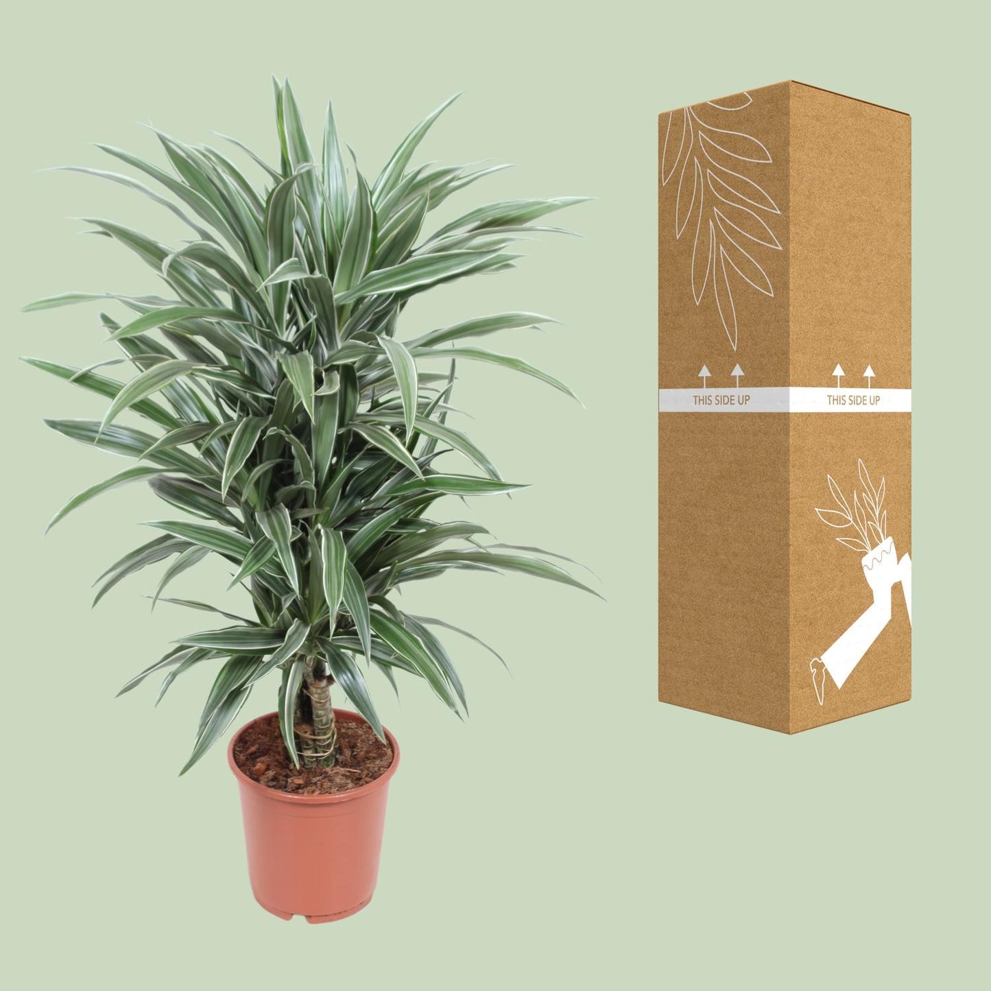 Dracaena Warneckei - Ø24cm - ↕100cm