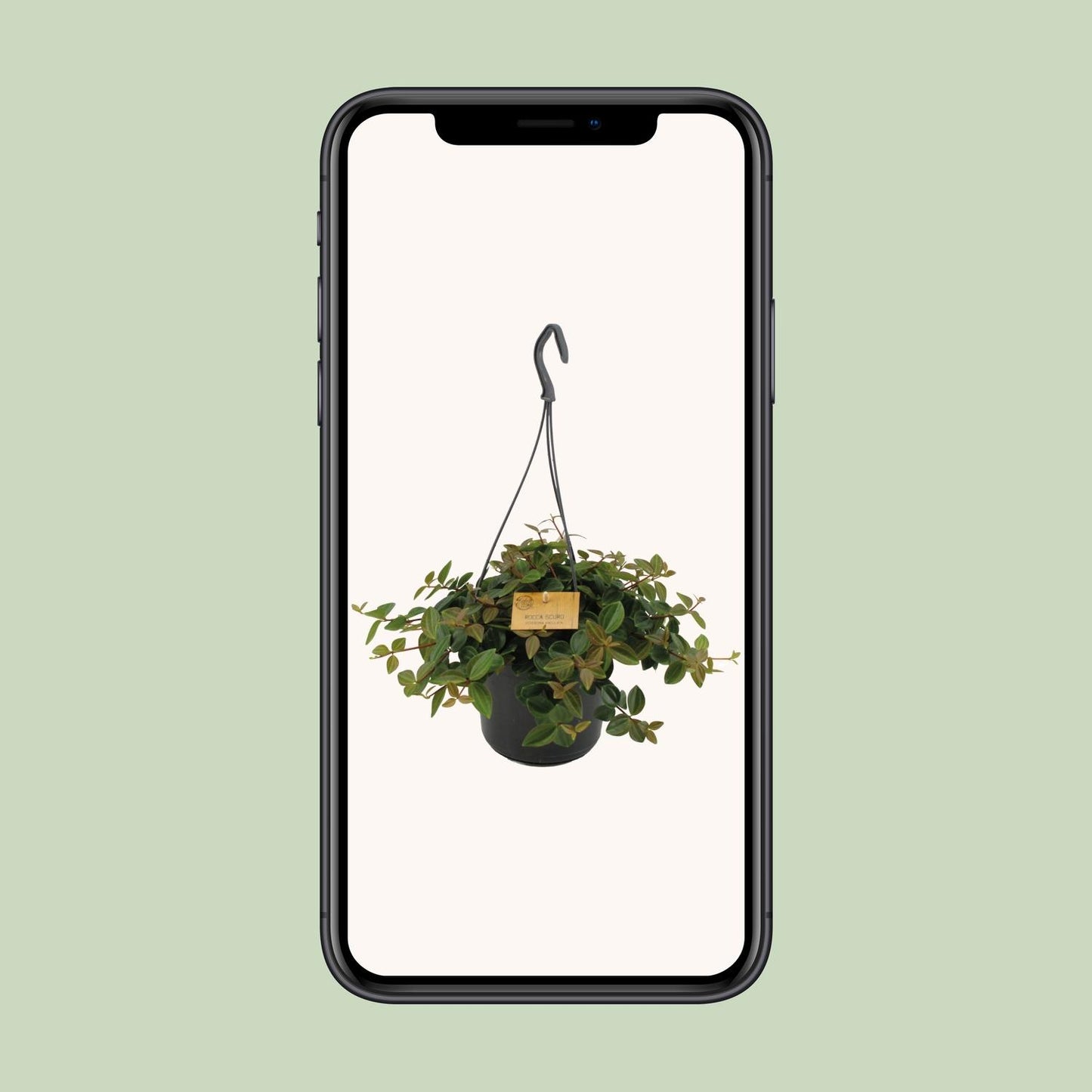 Peperomia Ang.Rocca Scuro - Ø15cm - ↕25cm