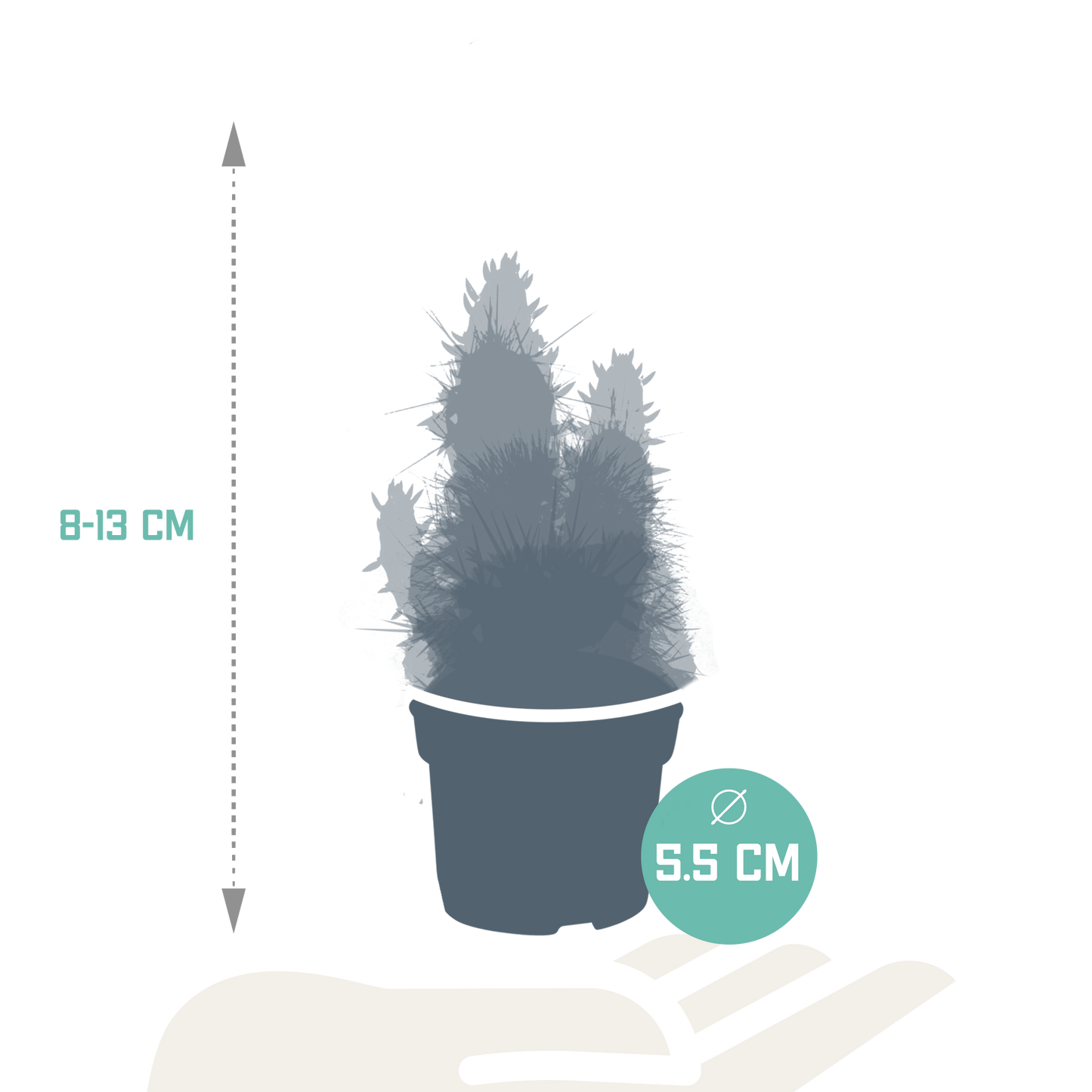 Kakteenmischung 5,5 cm - 5x - zonder pot
