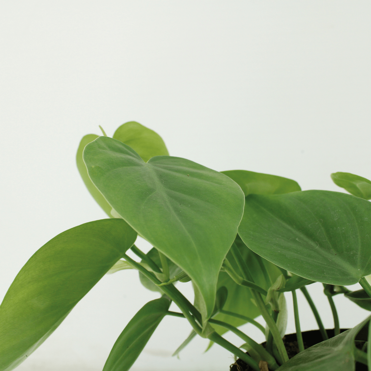 2x Philodendron Scandens - - 5cm - ø12