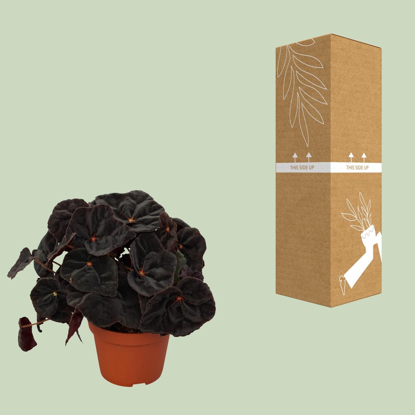 Begonia Rex Conga 12cm - Ø12cm - ↕25cm