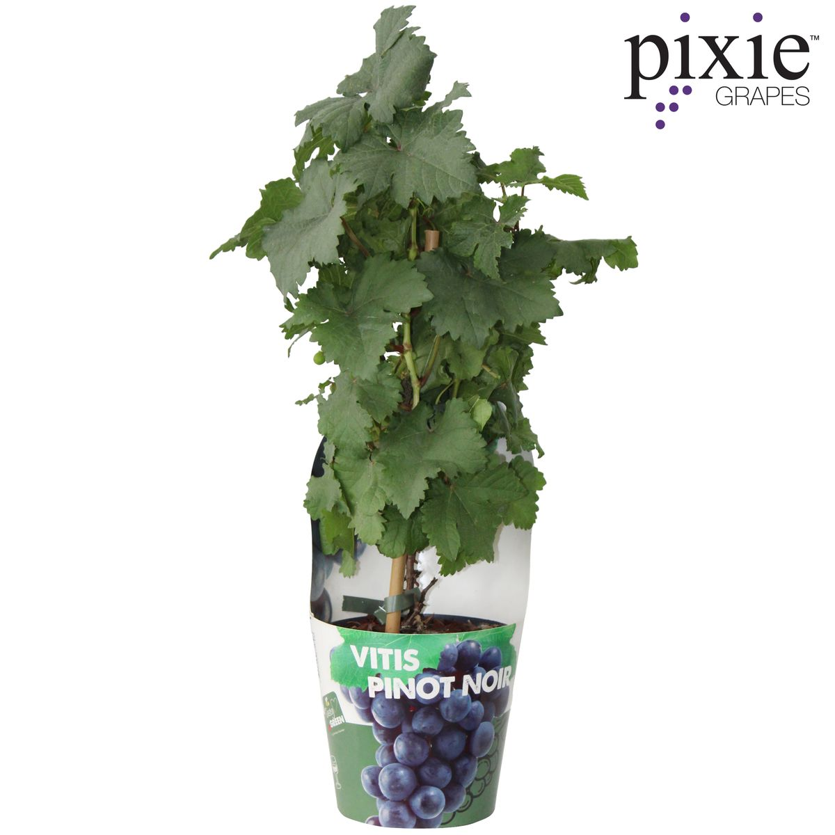 Vitis Pixie Pinot Noir - Ø21cm - ↕70cm - Ø14 - ↨30cm