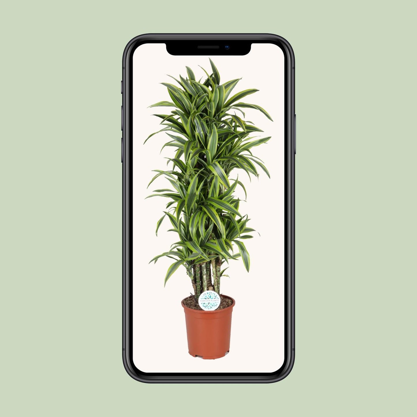 Dracaena Deremensis Lemon Lime - Ø27cm - ↕120cm