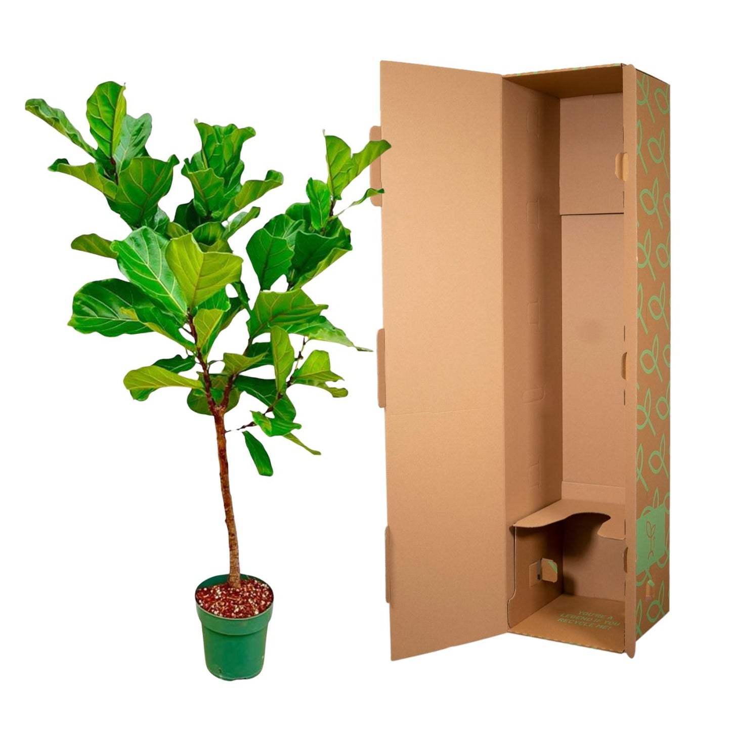 Ficus Lyrata-Stamm - 170 cm - ⌀30