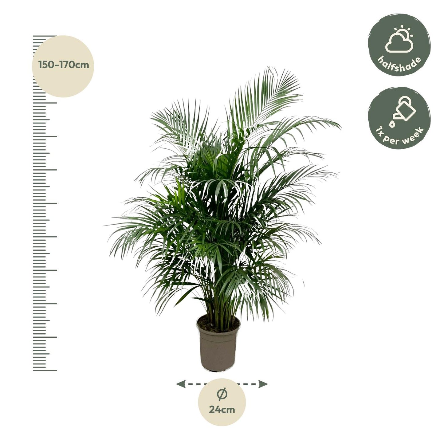 Goldfruchtpalme 150 cm – Tropische Eleganz für Zuhause