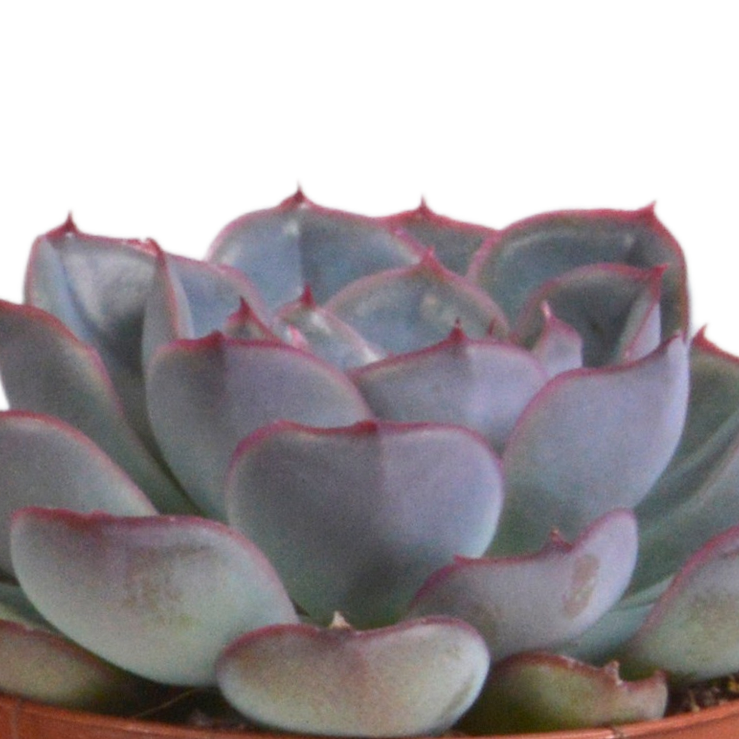 Echeverie Mix 3er Set im Terrakottatopf 8,5 cm