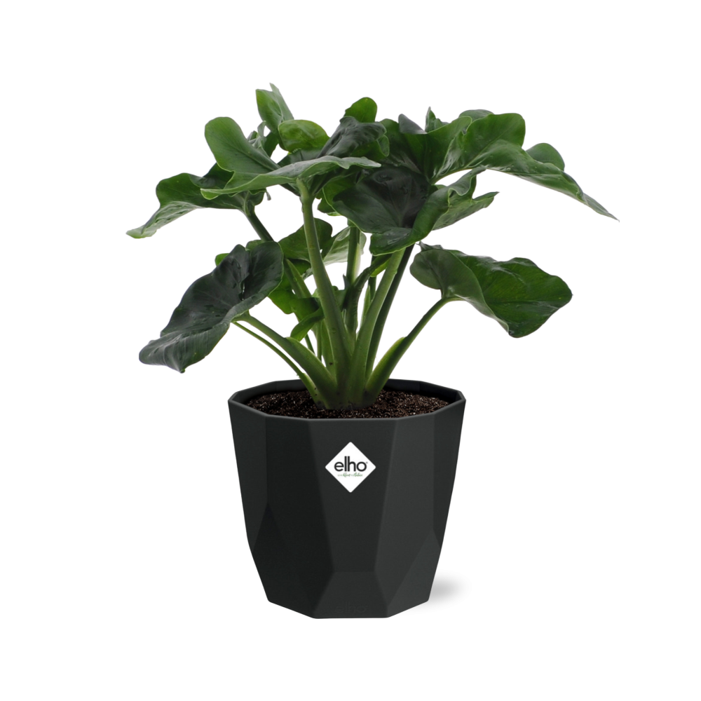 Philodendron Atom in 14cm b.for rock living black