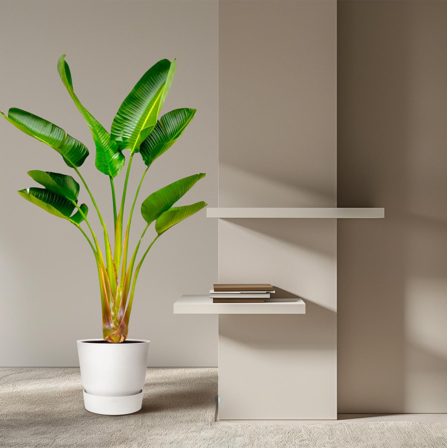 Weißer Paradiesvogel - Strelitzia Augusta 160 cm