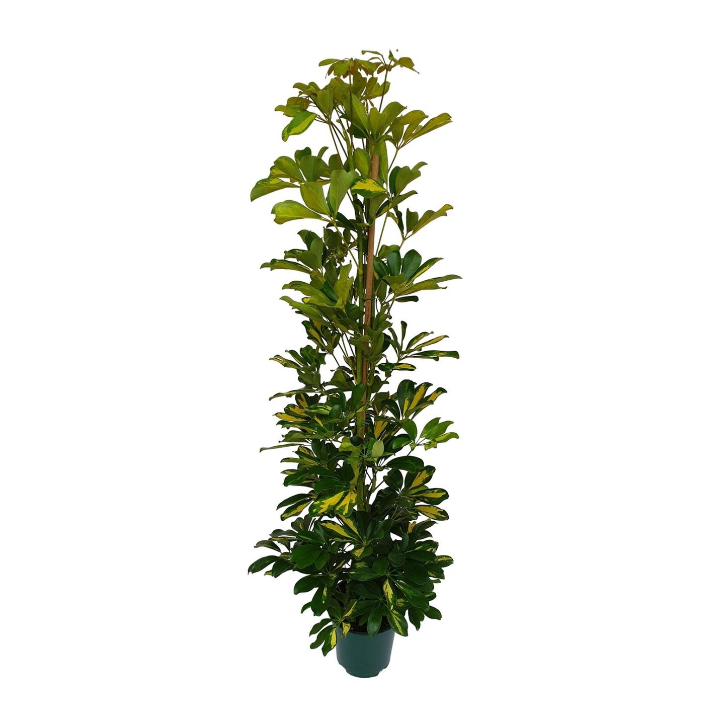 Schefflera Arboricola Gerda - Ø20cm - ↕90cm