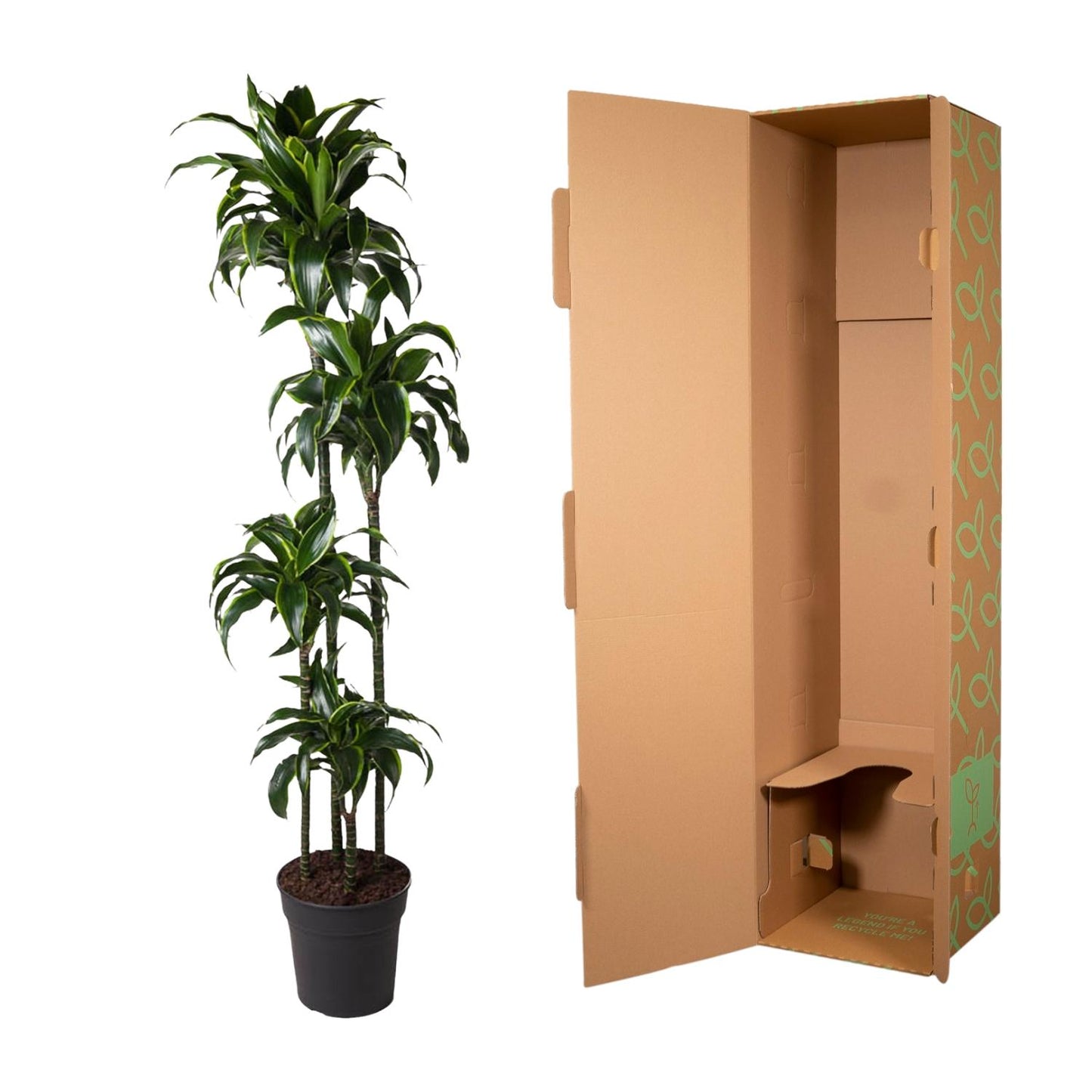 Drachenbaum Dorado 170 cm – Exotische Zimmerpflanze