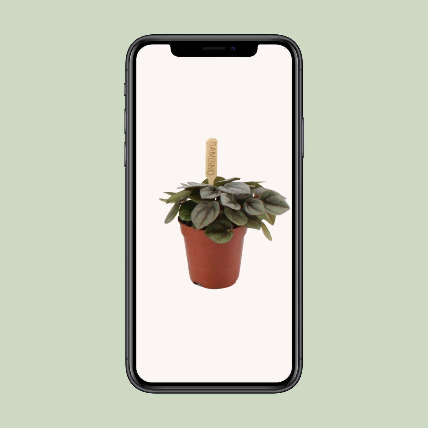 Peperomia Milano - Ø6cm - ↕10cm