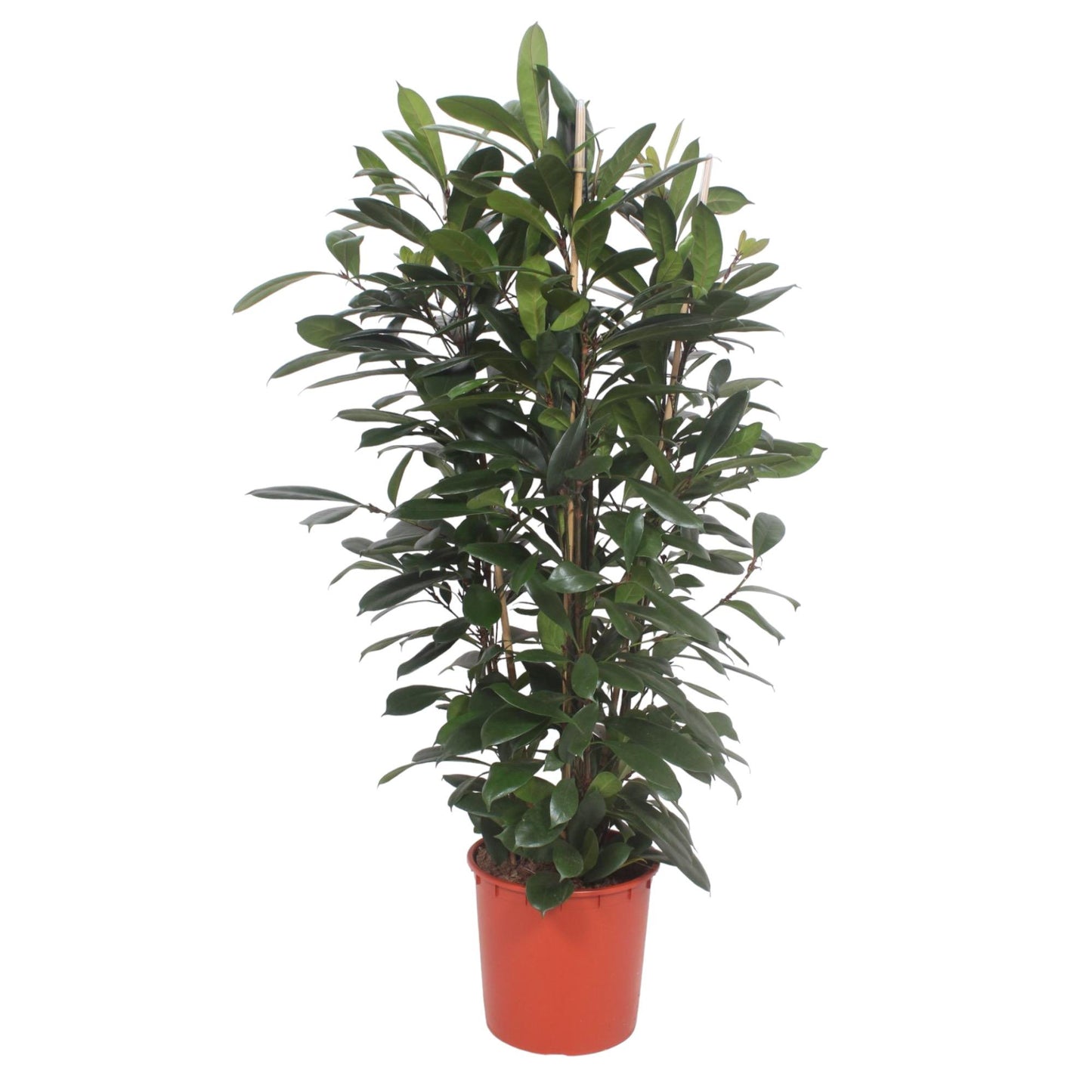 Afrikanischer Feigenbaum – Exotische Zimmerpflanze 180 cm